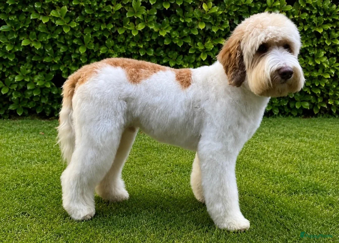 Labradoodle honden te koop: Mooie kleine labradoodles - Advertentie 10