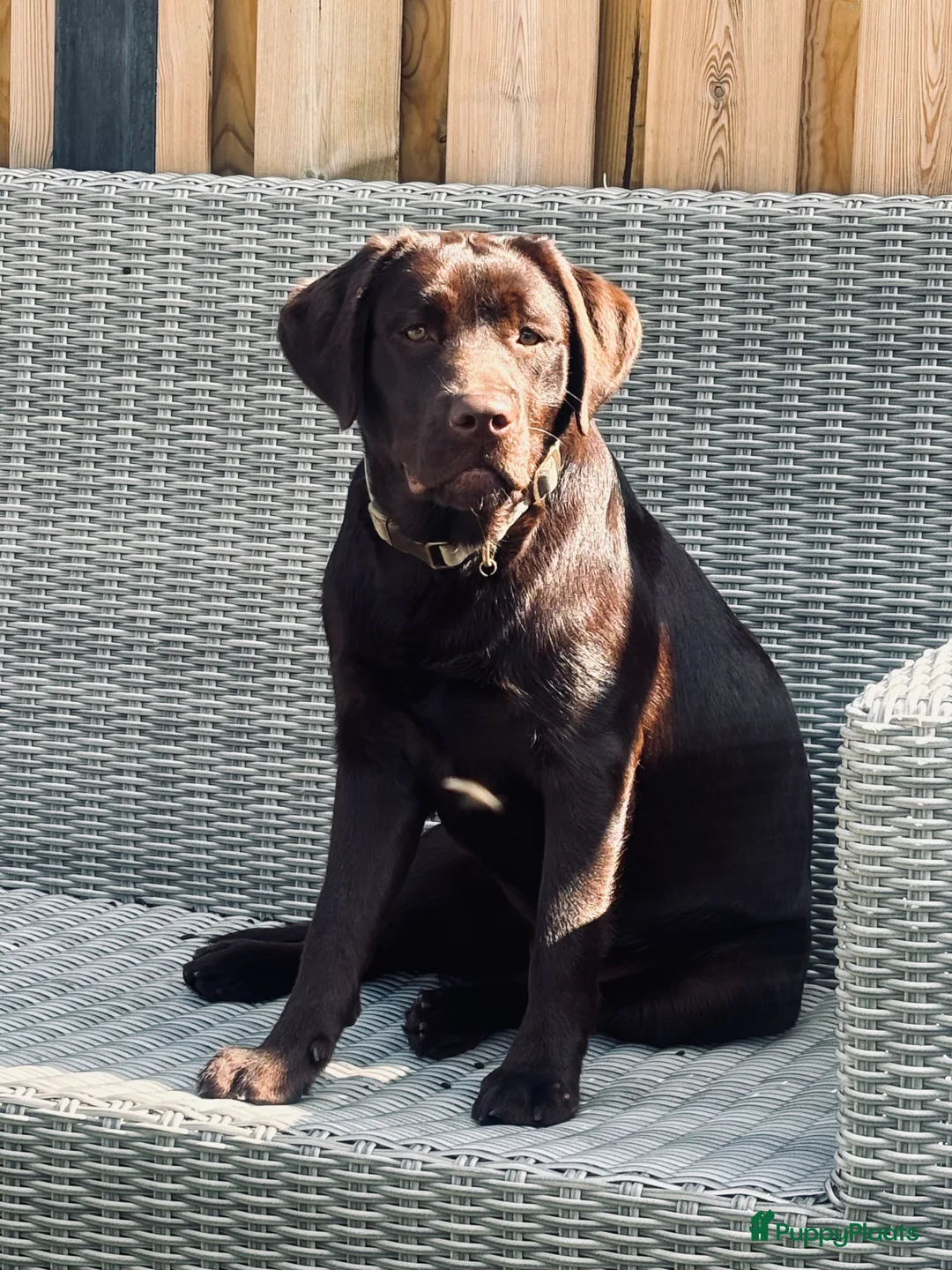 Labrador Retriever honden te koop: Labrador pup - Advertentie 3