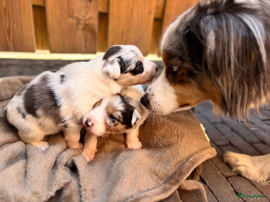 Australian Shepherd honden te koop: Mooie Australian shepherd pups in Bunschoten-Spakenburg - Afbeelding 16