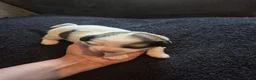 Boomer honden te koop: 5 gezonde puppy's geboren - Advertentie 12