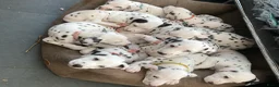 Dalmatiër honden te koop: Dalmatierpups in Den Dolder - Advertentie 2