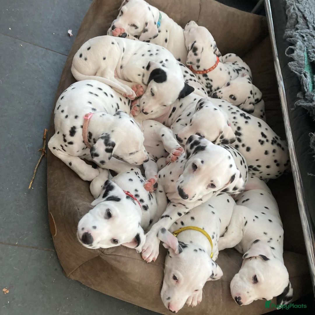 Dalmatiër honden te koop: Dalmatierpups in Den Dolder - Advertentie 2