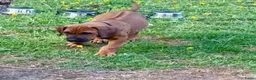 Rhodesian Ridgeback honden te koop: Rhodesian Ridgeback puppy's - Advertentie 4