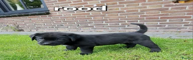 Labrador Retriever Puppy 1