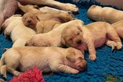 Labrador Retriever Puppy 6