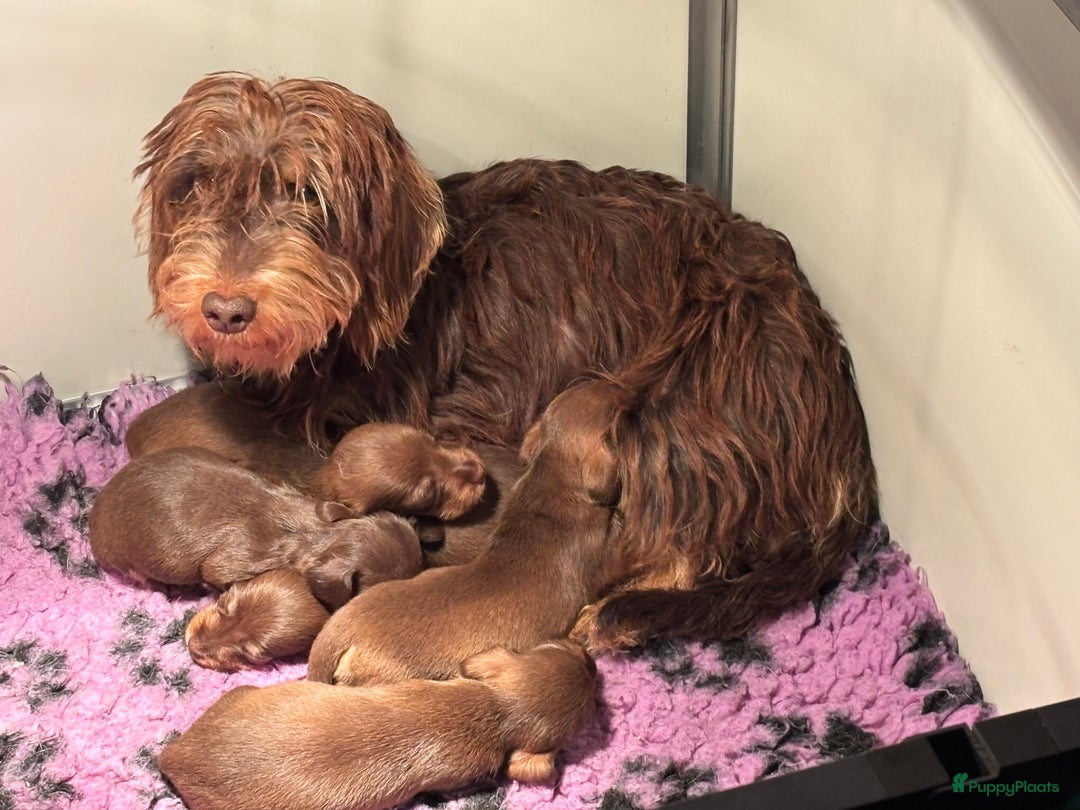 Ruwhaar Teckel honden te koop: Prachtige choco kleurige dwerg/kaninchen teckels - Advertentie 4