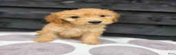 Labradoodle honden te koop: Labradoodle Onwijs mooie Teefjes Beschikbaar  - Advertentie 8