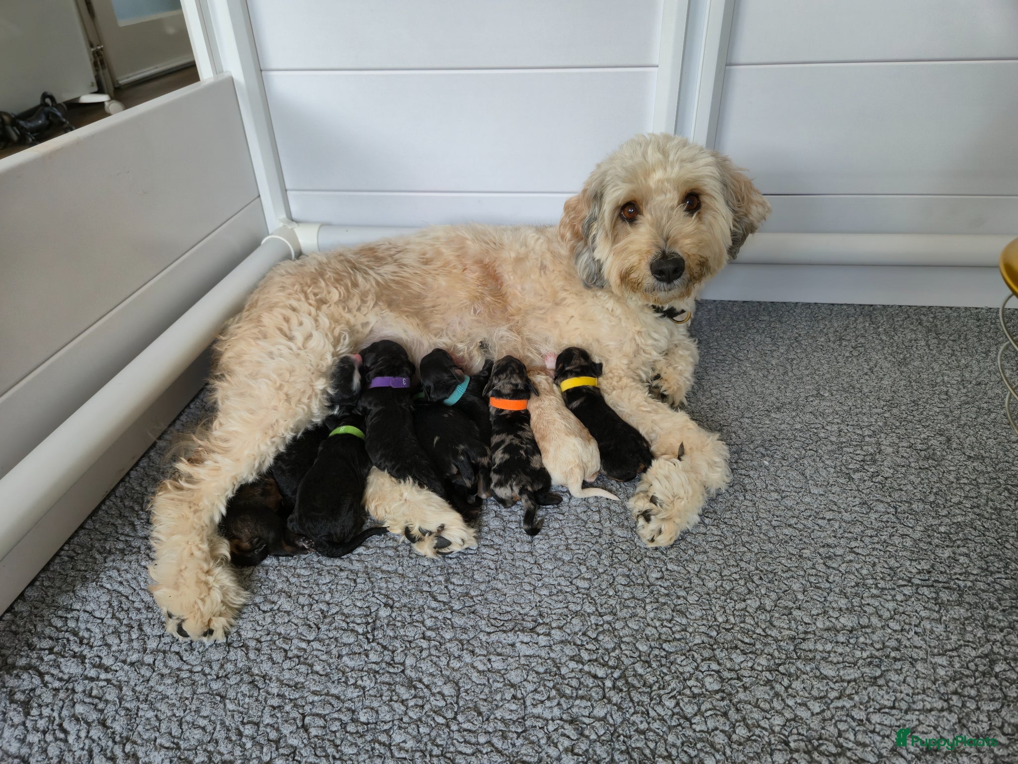 Labradoodle honden Prachtige labradoodle pups - Advertentie 3