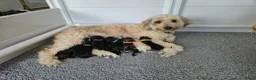 Labradoodle honden te koop: Prachtige labradoodle pups - Advertentie 1