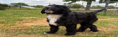 Bernedoodle Puppy 2