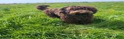 Labradoodle honden ter dekking: Medium labradoodle ter dekking (volledig getest) - Advertentie 1
