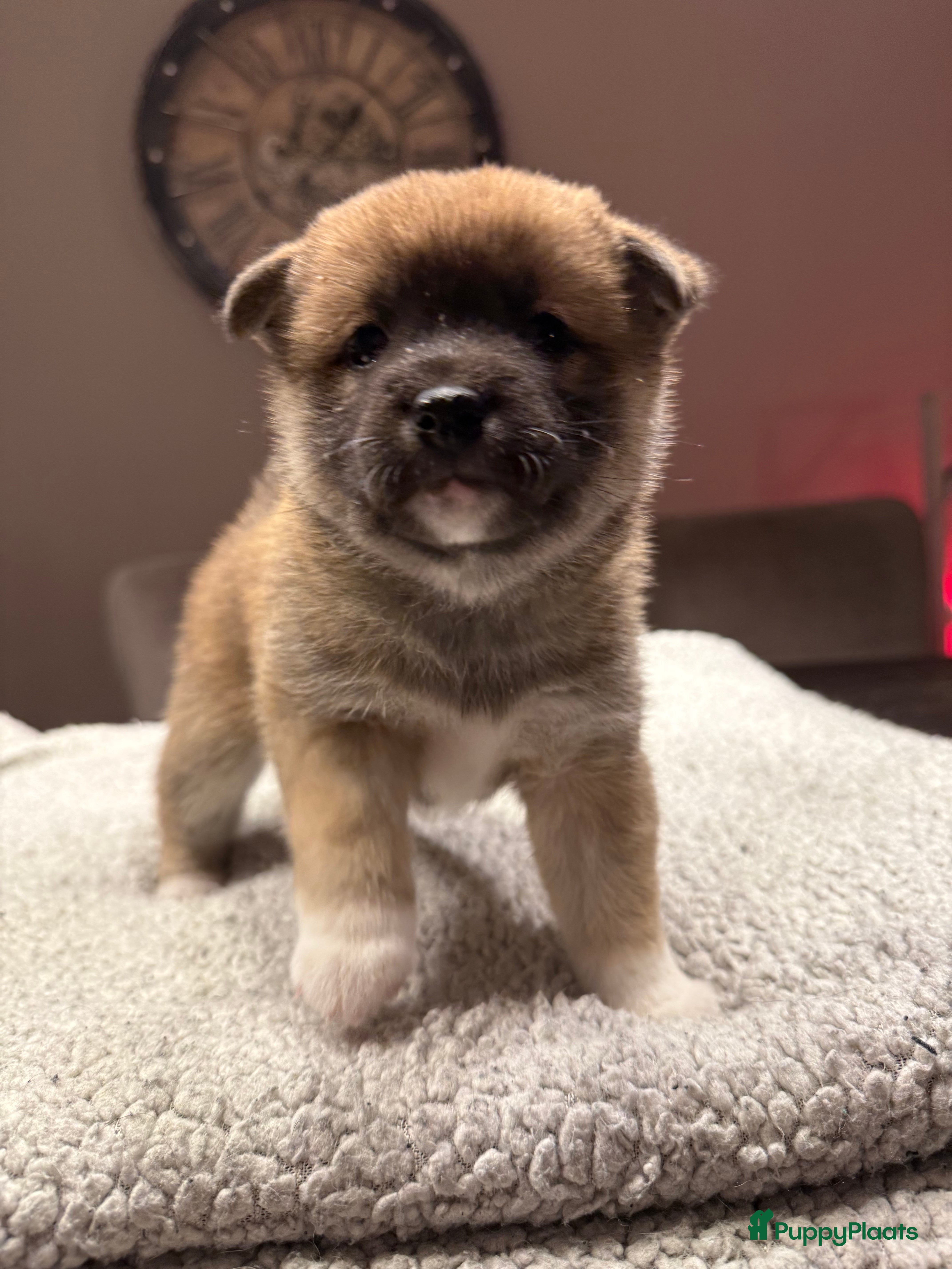 Shiba honden Shiba inu pups - Advertentie 2