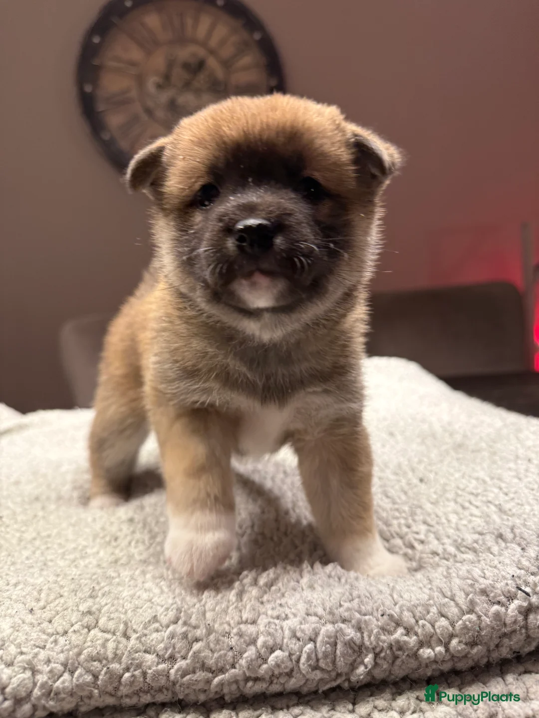 Shiba honden te koop: Shiba inu pups - Advertentie 2