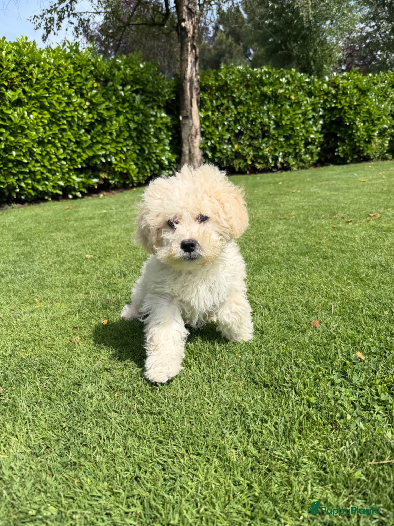 Maltipoo honden Maltipoo (Maltezer x Poedel) pups - Advertentie 2