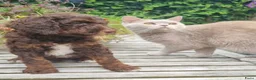 Australian Labradoodle honden te koop: Australian Labradoodle pups - Advertentie 19