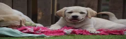 Labrador Retriever honden te koop: Authentieke Gele Labrador Pups Met Stamboom  - Advertentie 6