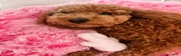 Kruising honden te koop: Prachtige Goldendoodle pups - Advertentie 12
