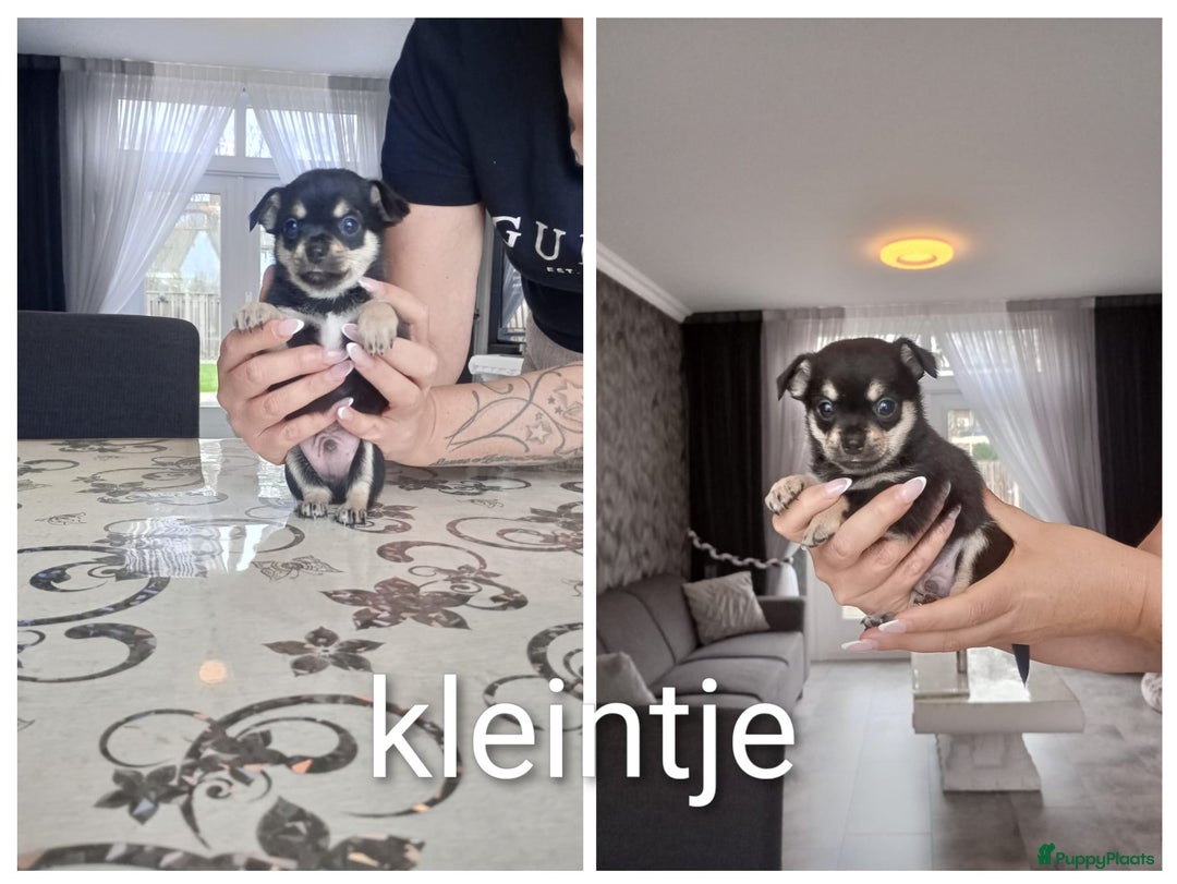 Chihuahua honden te koop: Raszuivere chihuahua pups - Advertentie 2