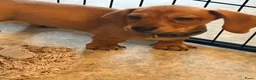 Kruising honden te koop: 1 teefje en 1 reutje 💙❤️ - Advertentie 4