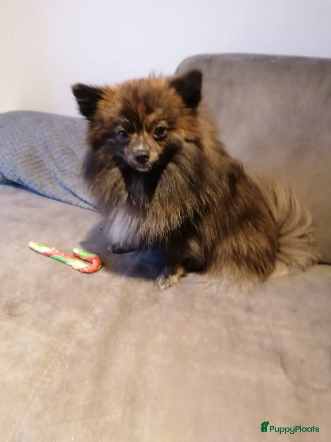 Kruising honden te koop: 3 reutjes - Advertentie 1