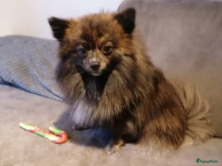 Kruising honden 3 reutjes - Advertentie 7