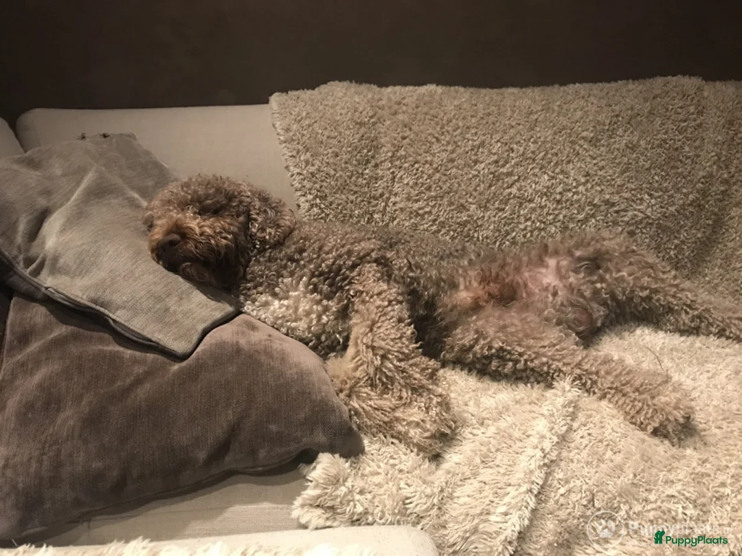 Spaanse Waterhond honden ter dekking: Spaanse Waterhond James in Zaamslag - Advertentie 3