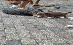 Jack Russel Terriër honden te koop: nog 1 jack russel reutje  in Bentelo - Afbeelding 5