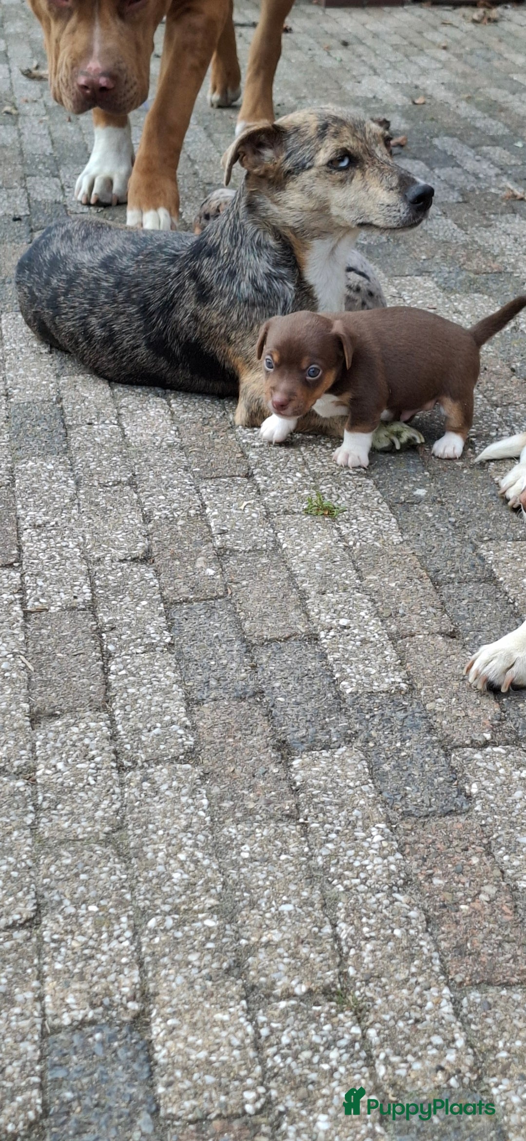 Jack Russel Terriër honden te koop: nog 1 jack russel reutje  in Bentelo - Afbeelding 5