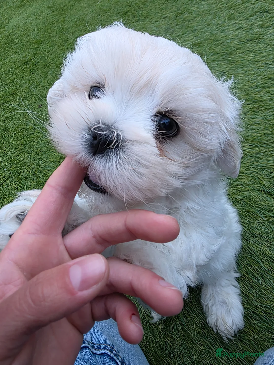 Lhasa Apso honden te koop: Lhasa Apso pups in Helmond - Advertentie 1