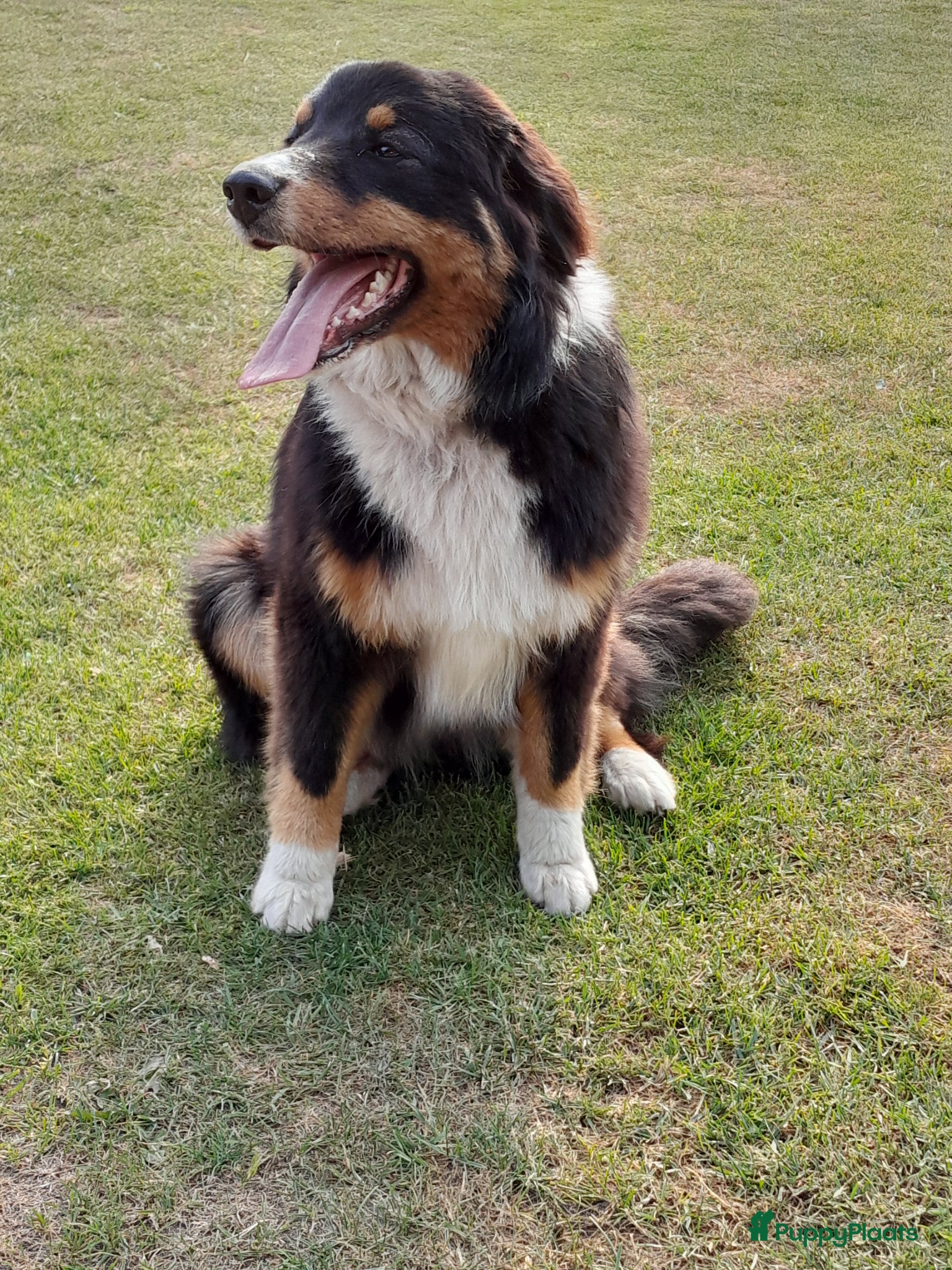 Australian Shepherd honden Blijvend huis gezocht voor Australian shepherd  - Advertentie 1