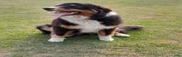 Australian Shepherd honden te koop: Blijvend huis gezocht voor Australian shepherd  - Advertentie 1