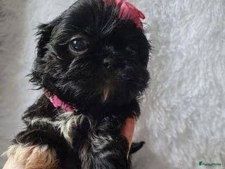 Shih Tzu honden te koop: Imperial Shih Tzu pups te koop - Advertentie 1