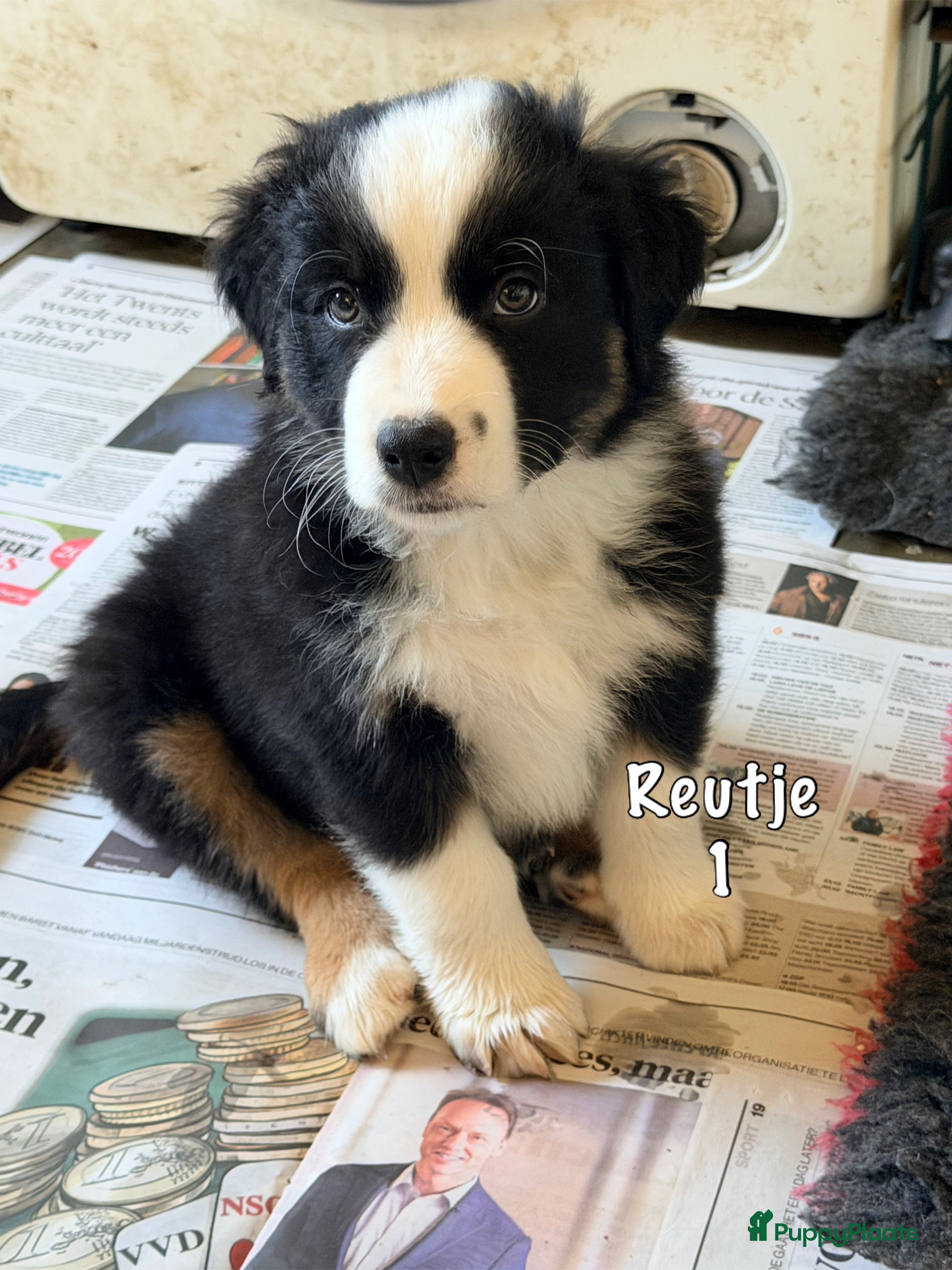 Australian Shepherd honden Australian shepherd pups  - Advertentie 1