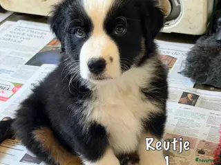 Australian Shepherd honden Australian shepherd pups - Advertentie 1