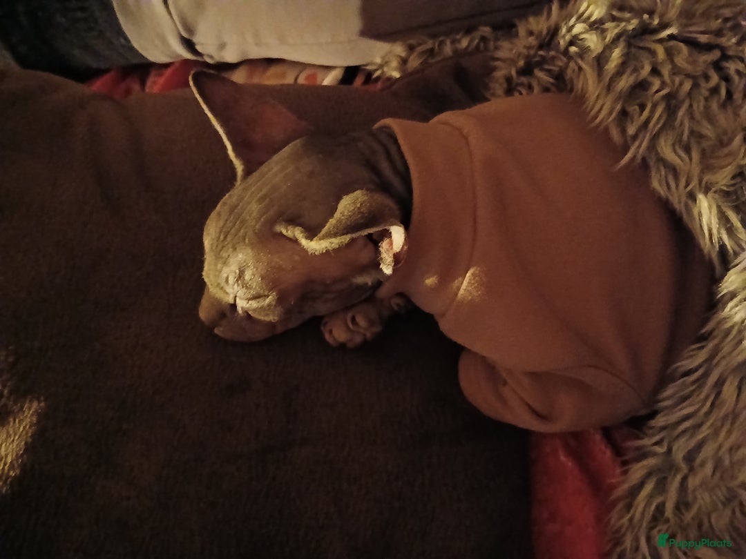 Overig honden te koop: Sphynx kat Shilha zoekt een huisje  - Advertentie 4