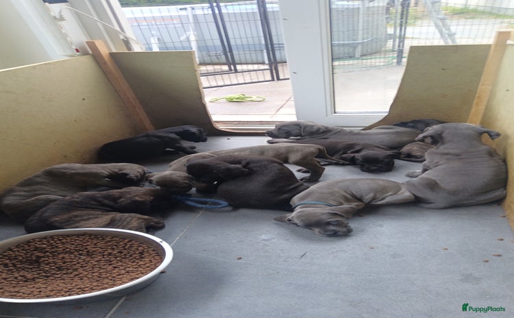 Cane Corso honden - Advertentie 3