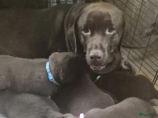 Labrador Retriever honden Chocolade bruine Labrador Pups - Advertentie 1