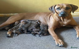 Rhodesian Ridgeback honden te koop: Prachtige en perfecte Rhodesian Ridgeback pups in Oosterbeek - Afbeelding 1