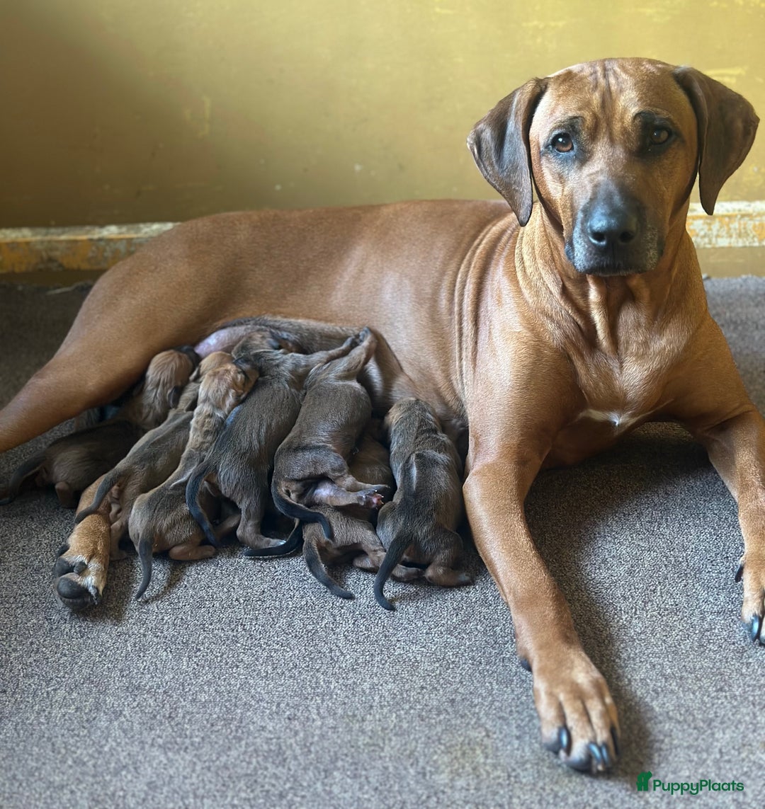 Rhodesian Ridgeback honden te koop: Prachtige en perfecte Rhodesian Ridgeback pups in Oosterbeek - Afbeelding 1