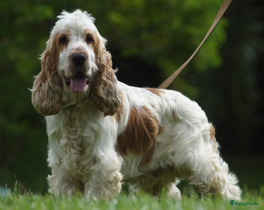 Engelse Cocker Spaniel honden te koop: Engelse Cockerspaniel pups met Stamboom. - Advertentie 22