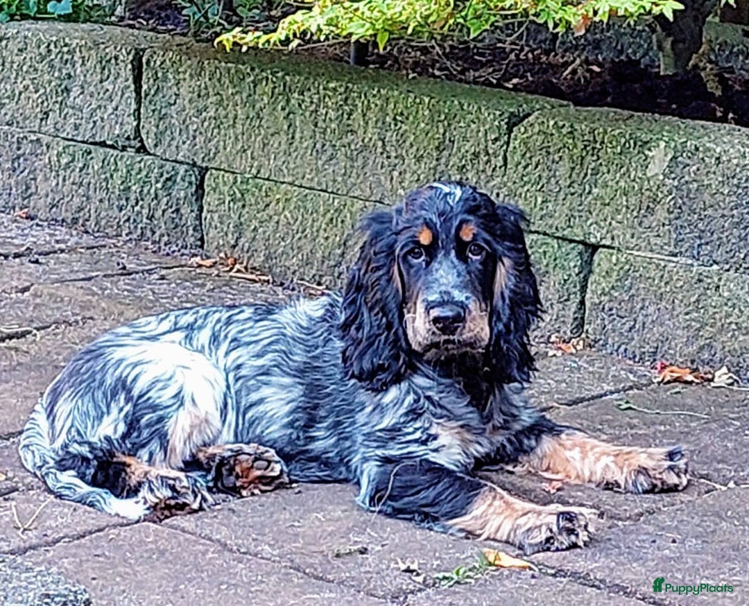 Cockapoo honden te koop: Nestje cockapoo  - Afbeelding 8
