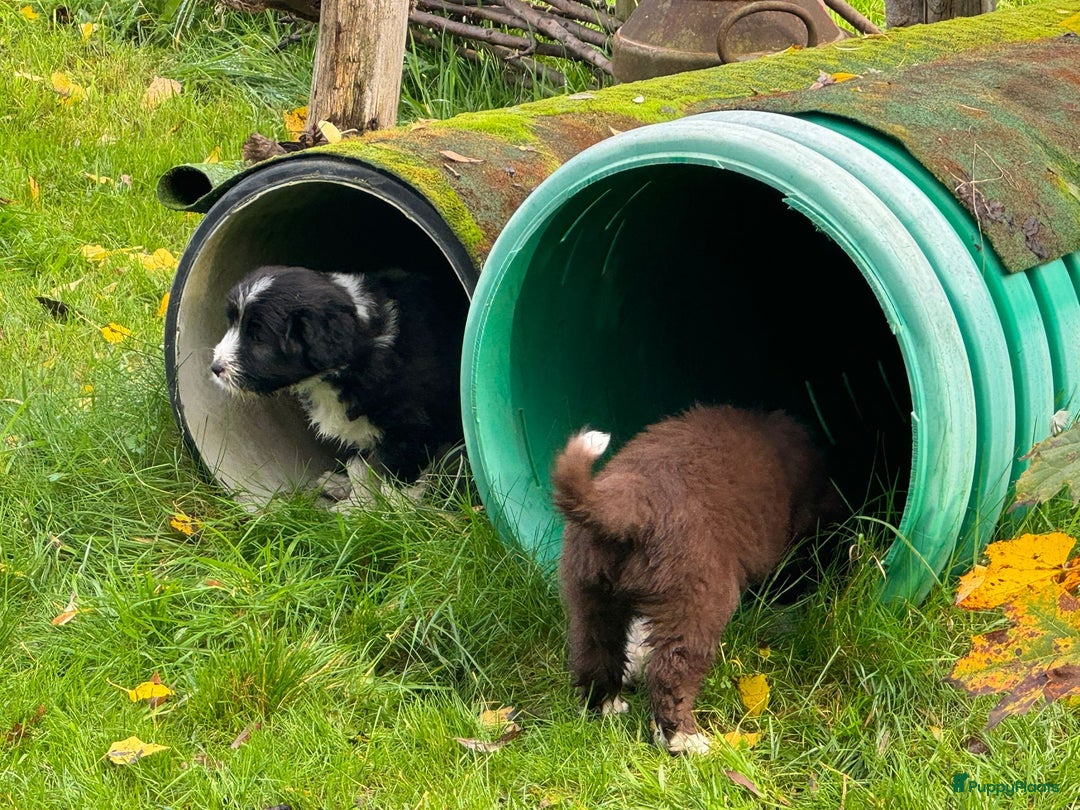 Bearded Collie honden te koop: Yoshi en Mario zoeken opnieuw hun gouden mandje! - Advertentie 5