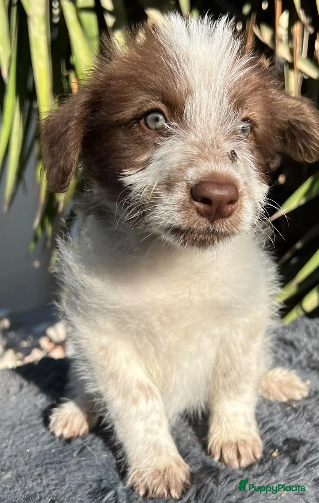 Kruising honden ter adoptie: wat een knappe dame kitty op zoek naar een vriend  - Advertentie 7