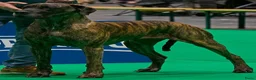 Duitse Dog honden te koop: Duitse Dog Pups - Advertentie 17