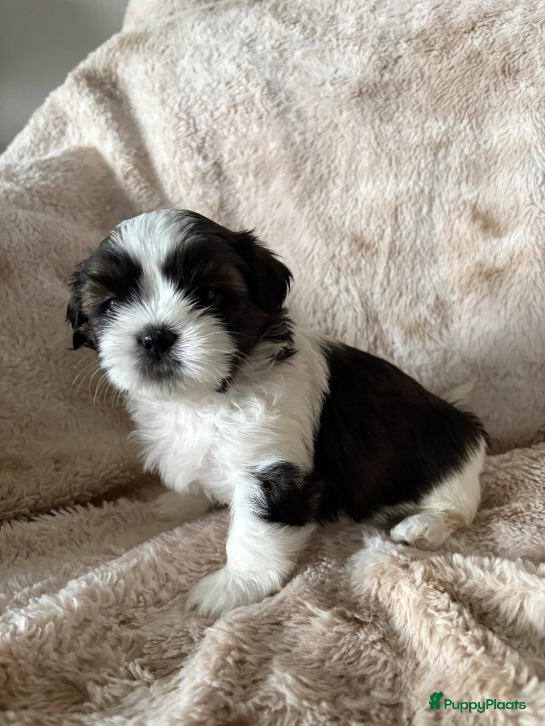 Shih Tzu honden te koop: Shih Tzu pups  - Advertentie 13
