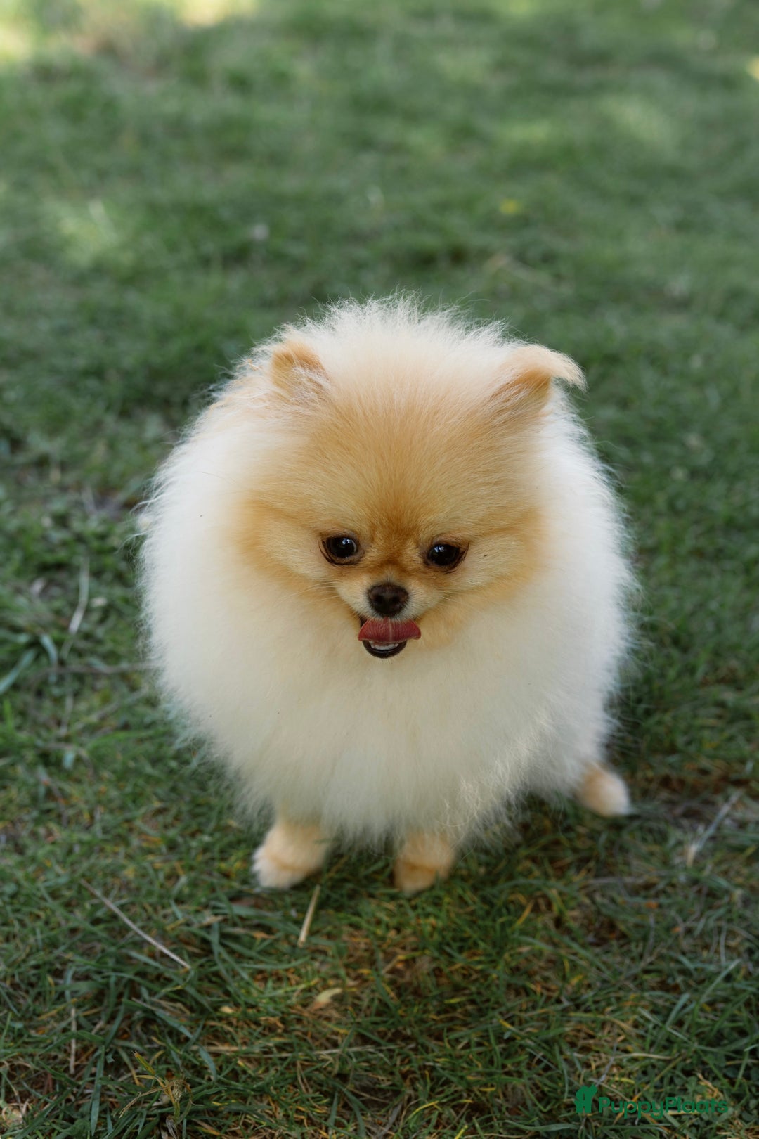 Pomeriaan honden te koop: Pomeranian❤️ - Afbeelding 9