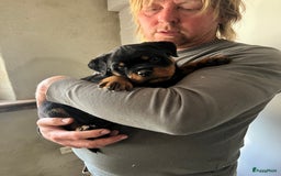Rottweiler honden te koop: Prachtige super knappe puppy’s  in Haps - Afbeelding 16