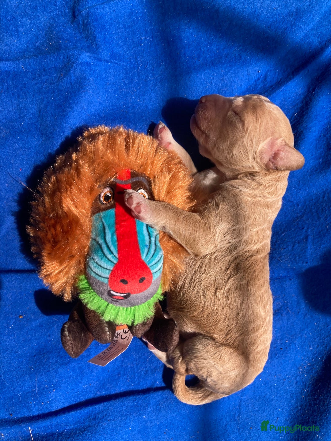 Labradoodle honden te koop: Medium labradoodle pups - Afbeelding 7