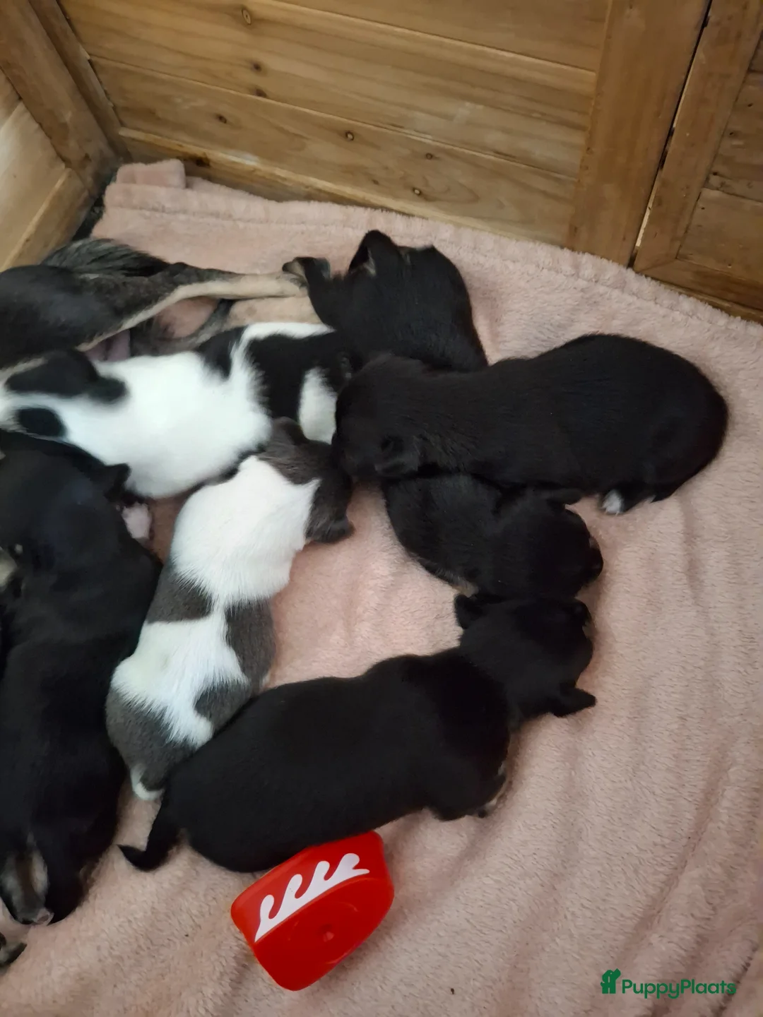 Chihuahua honden te koop: Chihuahua - Advertentie 2