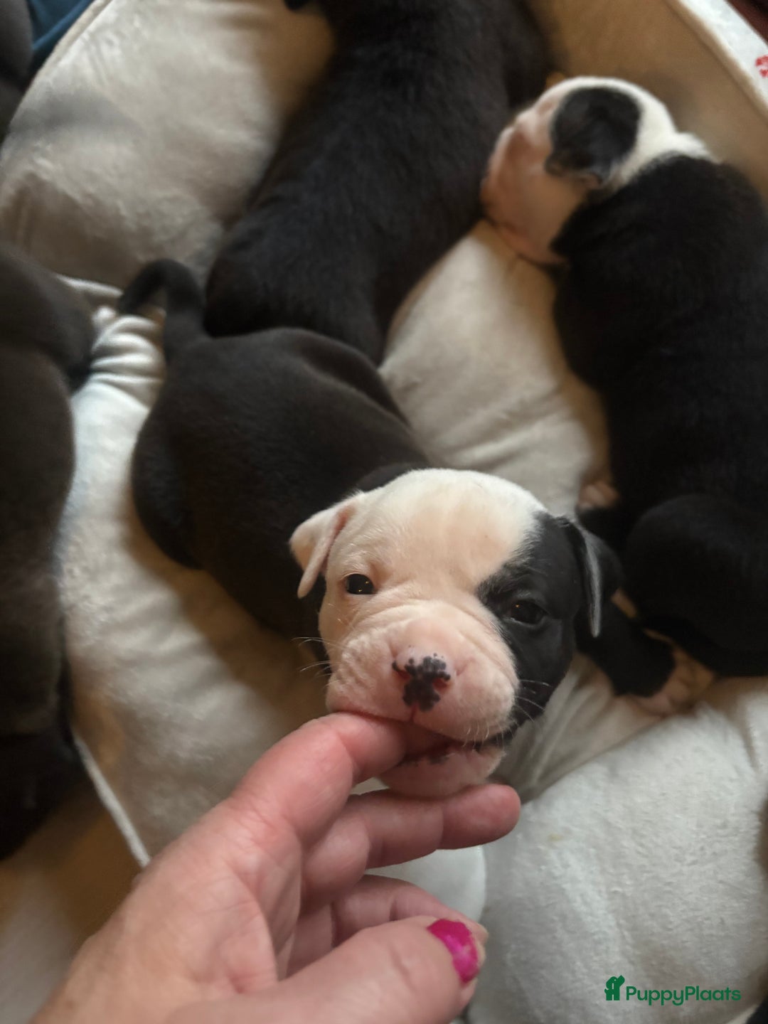 Galerij afbeelding {{count}}